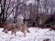 Цікавий поворот: У вовків із Чорнобильської зони розвинулася стійкість до раку