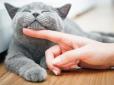 Бережіться! Чим можна заразитися від котів - симптоми захворювань та як уберегтися