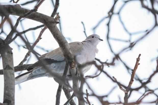 22 лютого воркують голуби до потепління / © Pexels