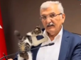 У Туреччині кошеня Белла ледь не зірвало засідання уряду - відео стало вірусним і розбурхало мережу