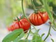 Дачникам на замітку! ТОП-7 найкращих сортів помідорів, які  м’ясисті й невимовно смачні