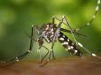 Сильний хід у боротьби з кровососними: Бразильські вчені створили генетично модифікованих комарів