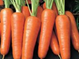Дачникам на замітку! Як посадити моркву, щоб збільшити її врожай удвічі