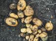 Городникам на замітку! Фахівці розповіли про найкращі сорти ранньої картоплі та терміни її вирощування