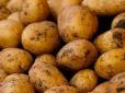 Яка картопля найкраща для пюре, а яку можна смажити: Що треба знати про сорти