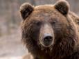 Жінка загинула: У Словаччині ведмідь налякав туристів з Білорусі (фото)