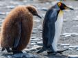 Облаштували гніздо на висоті 295 метрів: Українські полярники показали пінгвінів-верхолазів  (відео)