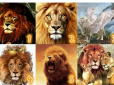 Жіночий психологічний тест: Оберіть лева на картинці - та дізнайтеся, хто ваш ідеальний партнер
