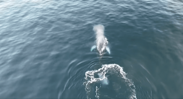 Горбатий кит плавав наввипередки з судном