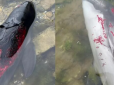 Ще один злочин агресора: У Криму масово гинуть дельфіни, але окупанти не бачать у цьому проблеми