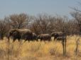 Африканська країна за недружню політику погрожує Німеччині 20 тис. слонів