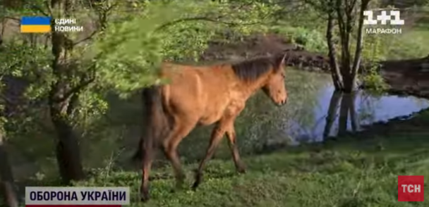 Поліський кінь / © 