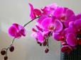 Цвітіння без меж: Названо натуральне добриво, яке змусить орхідею довго квітнути