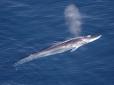 Найгрізніший вбивця китів людства вирушив у перше полювання: Ідеальна 