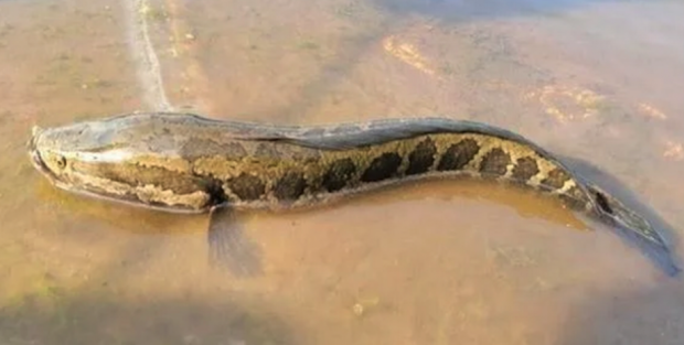 Рибак з Міссурі виловив унікального північного змієголовця