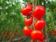 Дачникам на замітку! Як правильно поливати томати в спеку - запам'ятайте чотири основні правила