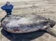 Монстр з глибин: На тихоокеанське узбережжя США викинуло гігантську рибину (фотофакти)