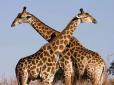 Доросла відповідь на дитяче запитання: Науковці дали грунтовно пояснення, чому жирафи мають довгі шиї