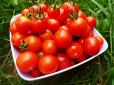 Дачникам на замітку! Всього лише одна жменя цього добрива на відро - помідори і огірки даватимуть урожай до самої осені