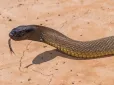 Король отруйних змій: Австралійські зоологи дослідили найнебезпечнішого плазуна планети