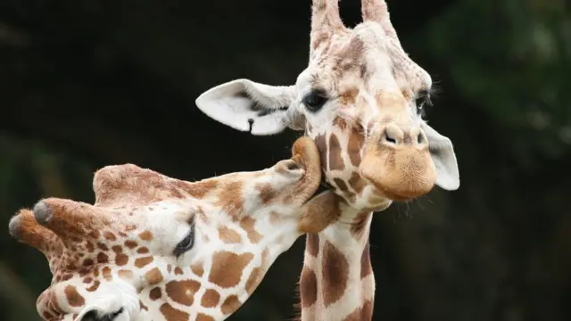 Чому серед тварин поцілунки не надто поширені?