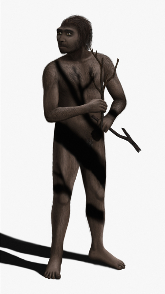 Представник виду Homo erectus. Реконструкція зовнішнього вигляду