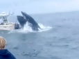 На атлантичному узбережжі США горбатий кит раптом випирнув з глибини та перекинув катер разом з рибалками. Момент атаки потрапив на відео