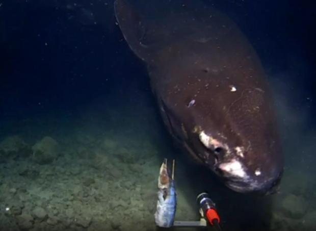 Тихоокеанська полярна акула / Фото: The Tonga Trench Expedition