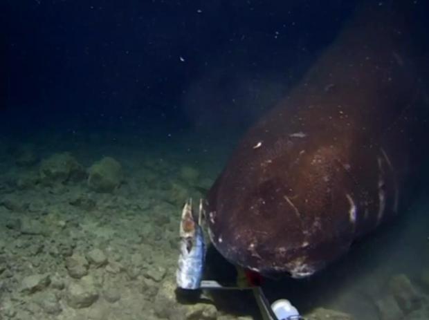 Тихоокеанська полярна акула / Фото: The Tonga Trench Expedition