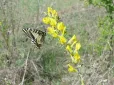 Феєрична краса: На Тернопільщині помітили рідкісний вид метеликів (фото)