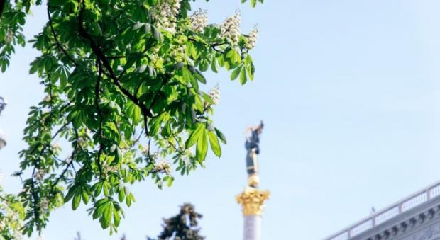 Каштан навряд зникне, однак його доповнюватимуть субтропічні дерева