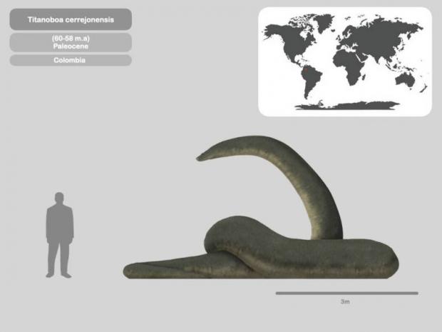 Порівняння розмірів людини і Titanoboa cerrejonensis. Джерело фото: deviantart.com