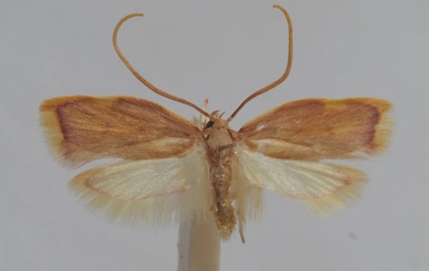 Carcina ingridmariae