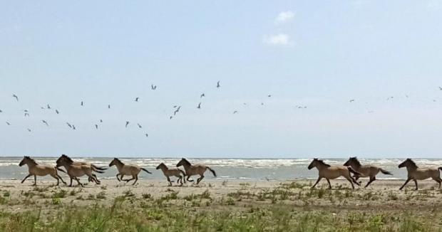 Дикі тарпановидні коні у Дунайському біосферному заповіднику