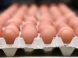 На кордоні з ЄС знищили кілька партій українських яєць: Що сталось