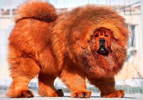 Тибетський мастиф. Ілюстративне фото