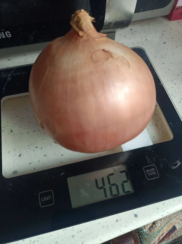 Цибулина вагою 462 г (Фото: spike_tyke_thebostons/Threads)