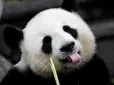 Все через Китай: Японія залишиться без панд уперше за 50 років