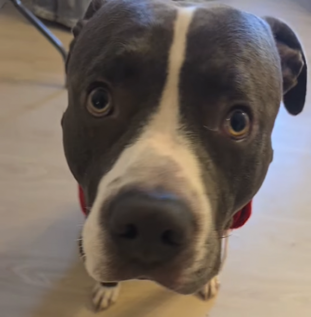 Ця тварина дійсно обожнює свого господара, навіть коли інколи забуває слухатись. Адже нюхати під ногами - дуже важливо