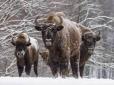 «Я не планував лізти на дерево»: Несподівано поява стада зубрів на Вінниччині поблизу людей викликало не аби який переполох