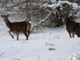 Природа бере своє: у Чорнобильському заповіднику — справжній оленячий бум