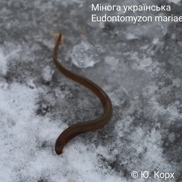 На Волині у воді знайшли істоту-вампіра часів динозаврів (фото)