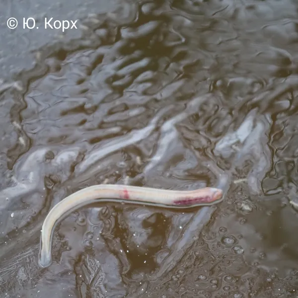 На Волині у воді знайшли істоту-вампіра часів динозаврів (фото)