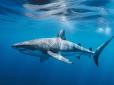 Акули все частіше нападають на людей: дослідники назвали причину