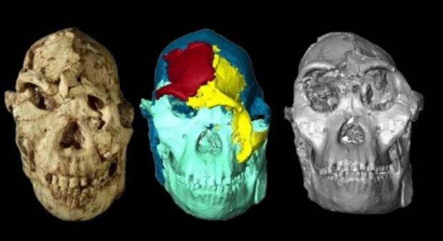  Оригінальний череп (ліворуч), цифрова копія (посередині), реконструкція обличчя австралопітека (праворуч)