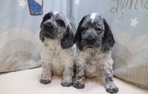 Британець продав два "мерседеси", щоб клонувати свою собаку після її смерті