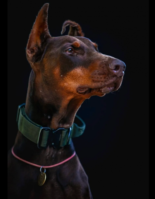 Павлоградський пошуково-рятувальний кінологічний загін Антарєс