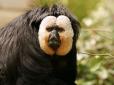 Сенсаційне відкриття! Загадкова стародавня мавпа могла ходити на двох ногах