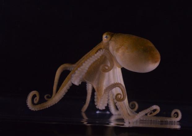 Восьминіг виду Octopus bimaculoides. Anik Grearson