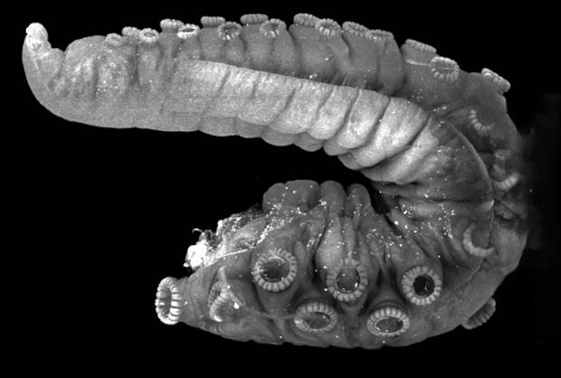Гектокотиль самця восьминога. Pablo Villar / Douglas Richardson / Villar et al. / Science, 2026